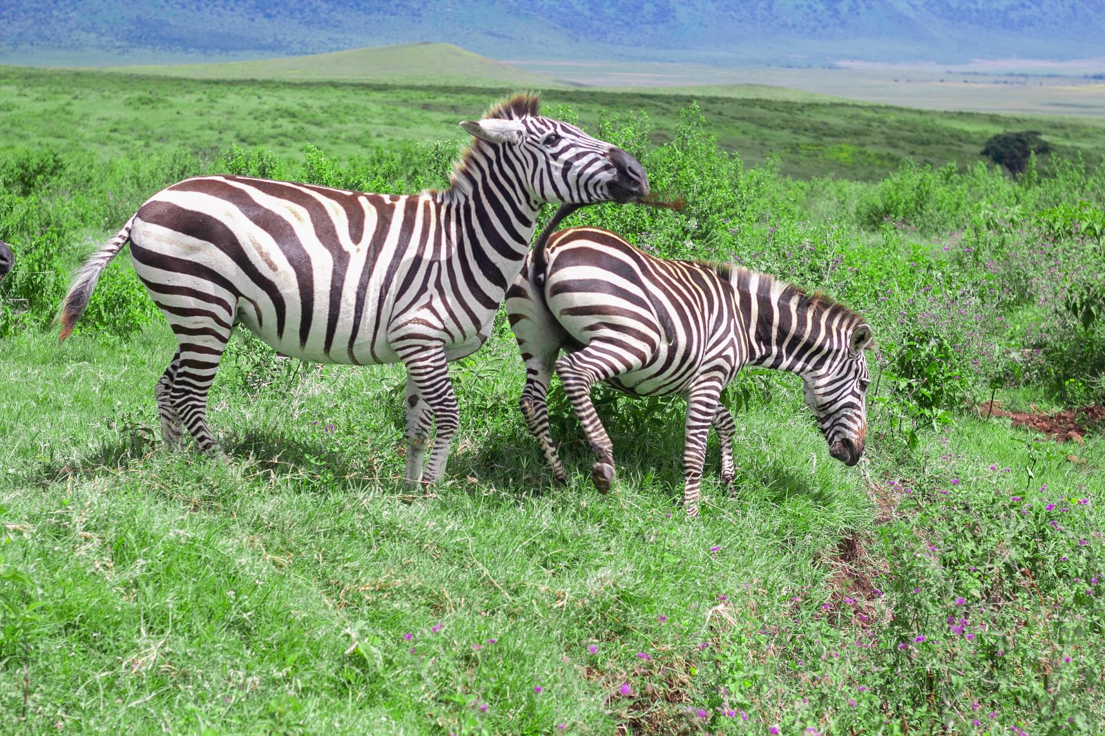 Tanzania Wilderness Safari Landscape